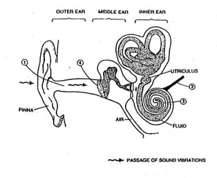 HUMAN EAR